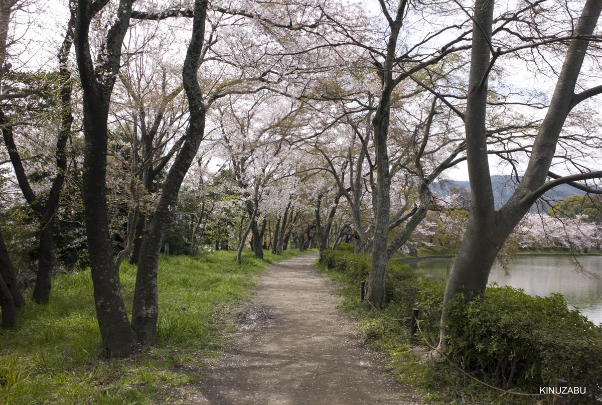 京都洛西の桜、嵐山、嵯峨野、清凉寺、大沢池