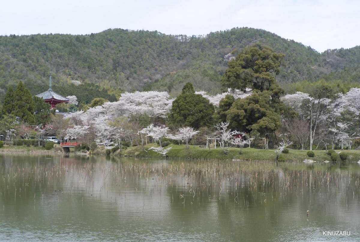 京都洛西の桜、嵐山、嵯峨野、清凉寺、大沢池