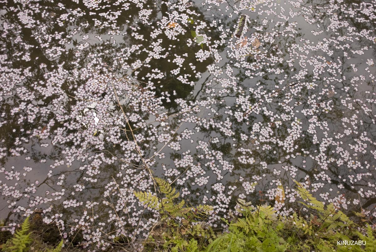 京都洛西の桜、嵐山、嵯峨野、清凉寺、大沢池