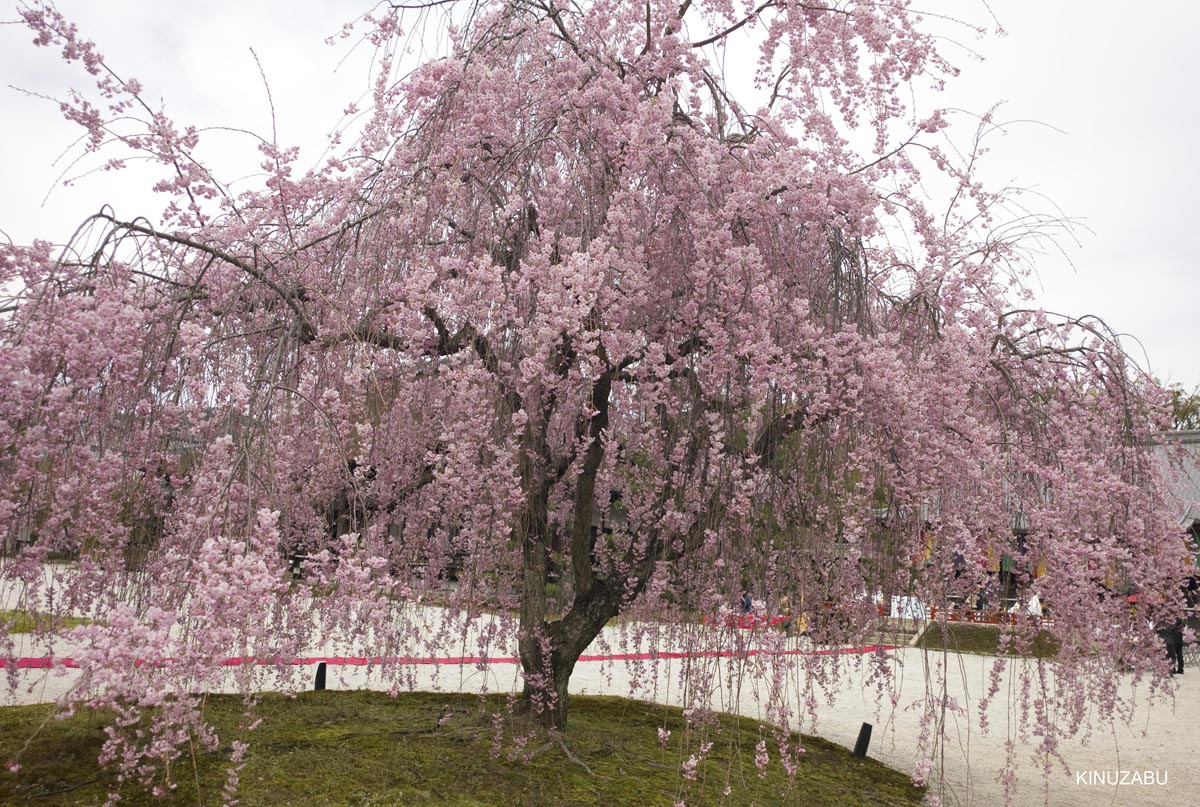 京都洛西の桜、嵐山、嵯峨野、清凉寺、大沢池