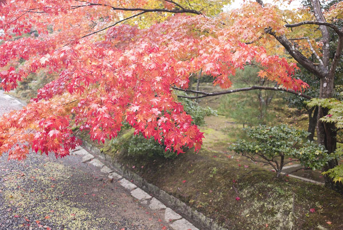修学院離宮の紅葉2012