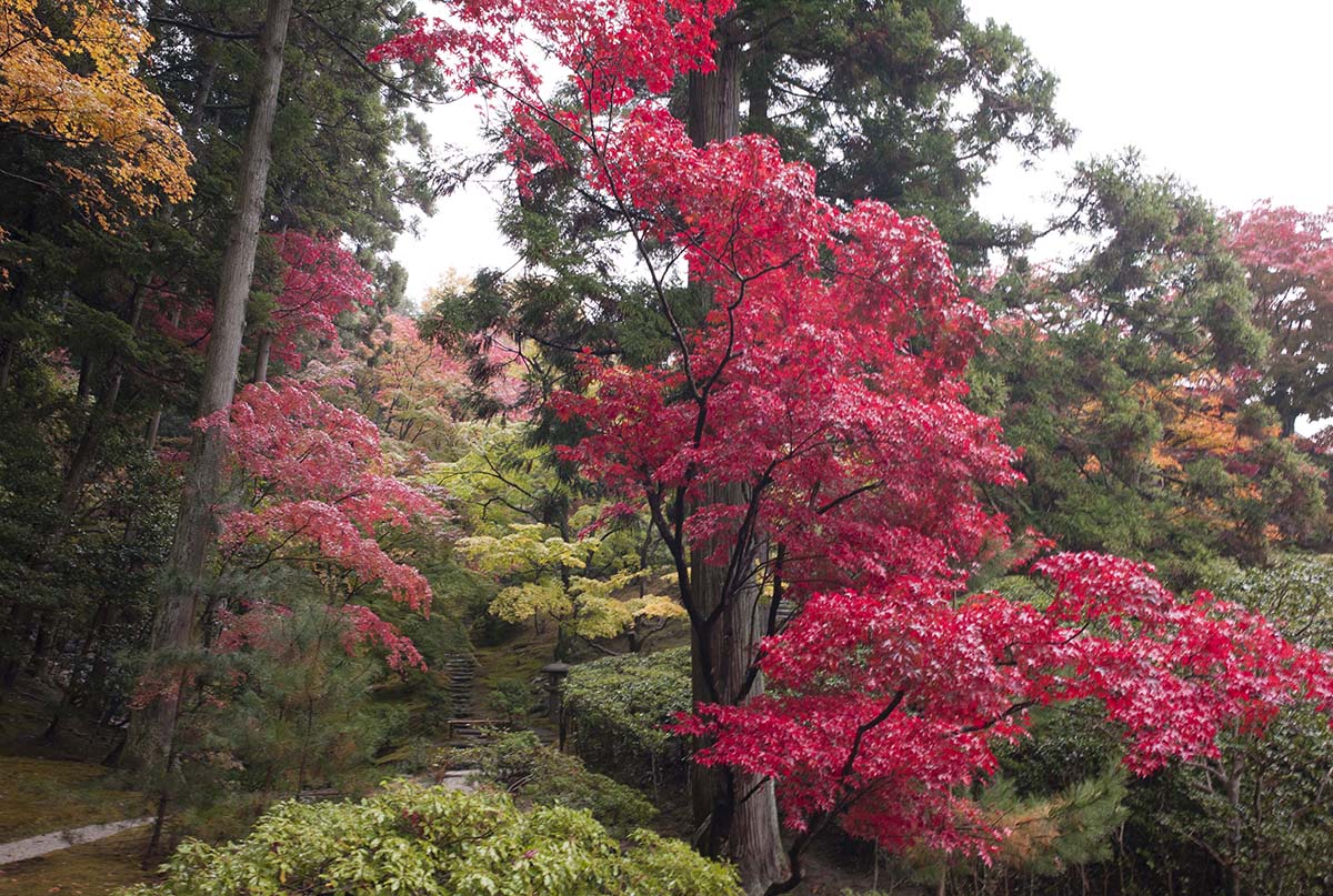 2012年修学院離宮の紅葉