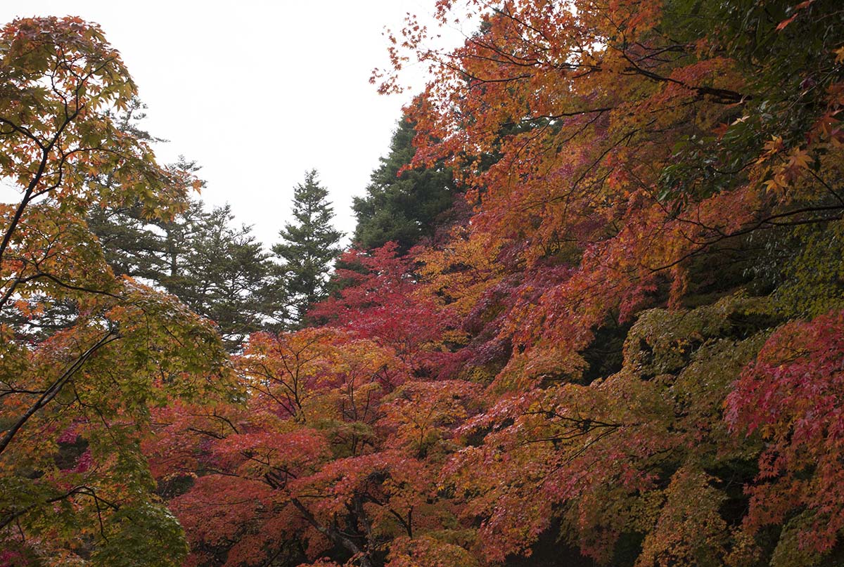 2012年修学院離宮の紅葉