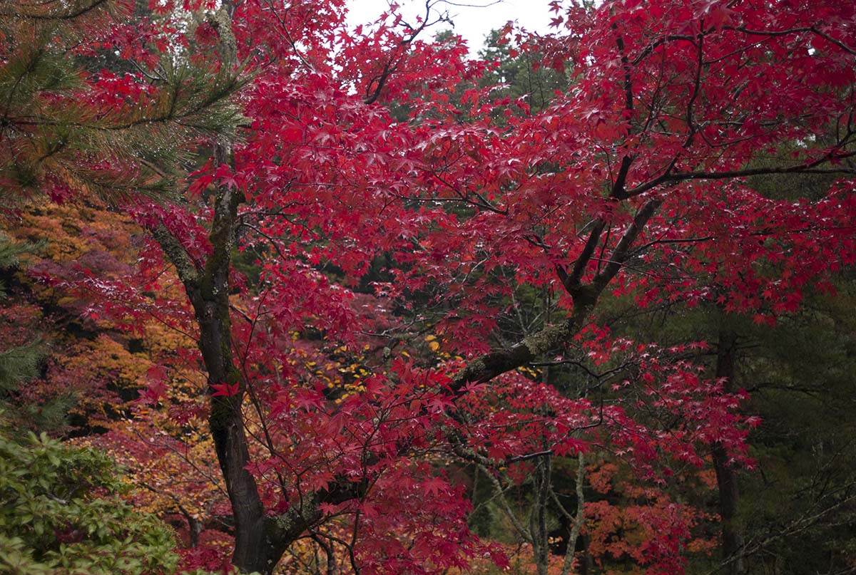 2012年修学院離宮の紅葉