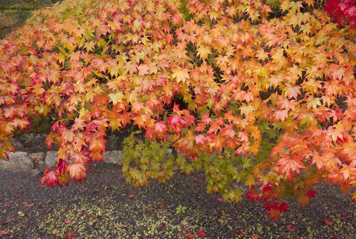 2012年修学院離宮の紅葉