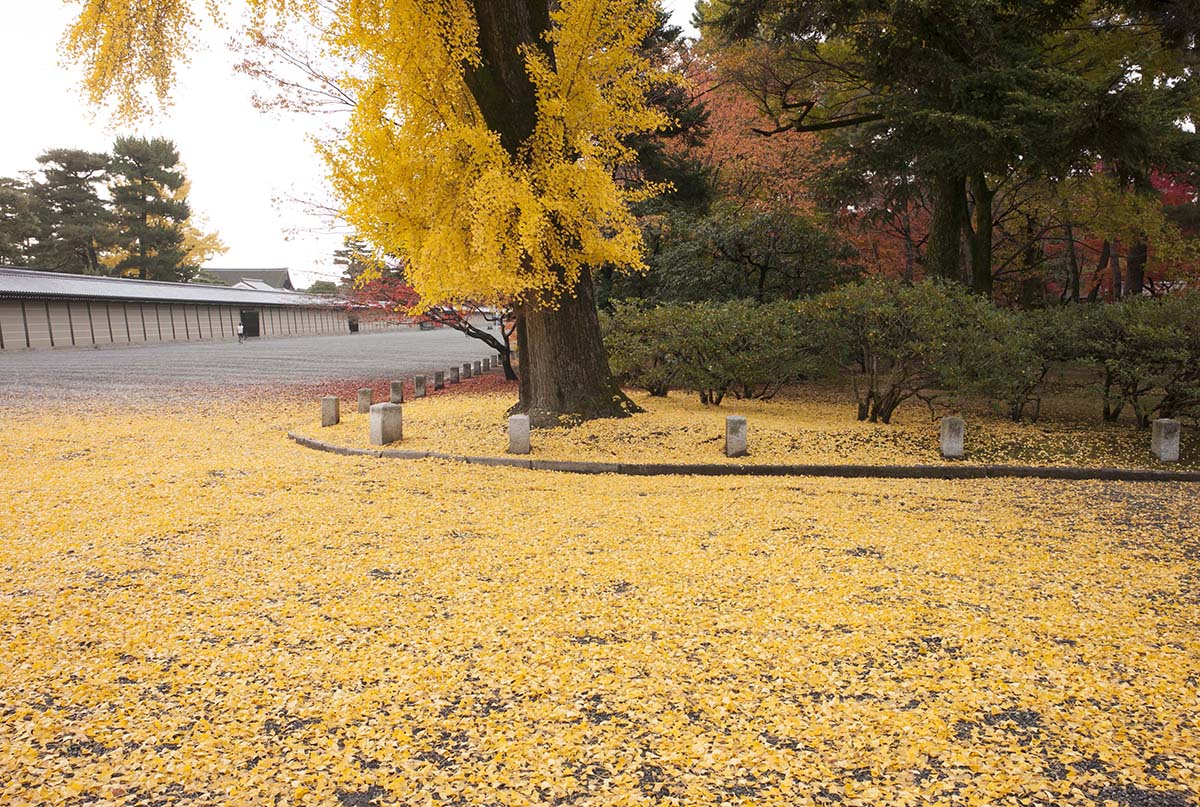京都御苑の紅葉2012
