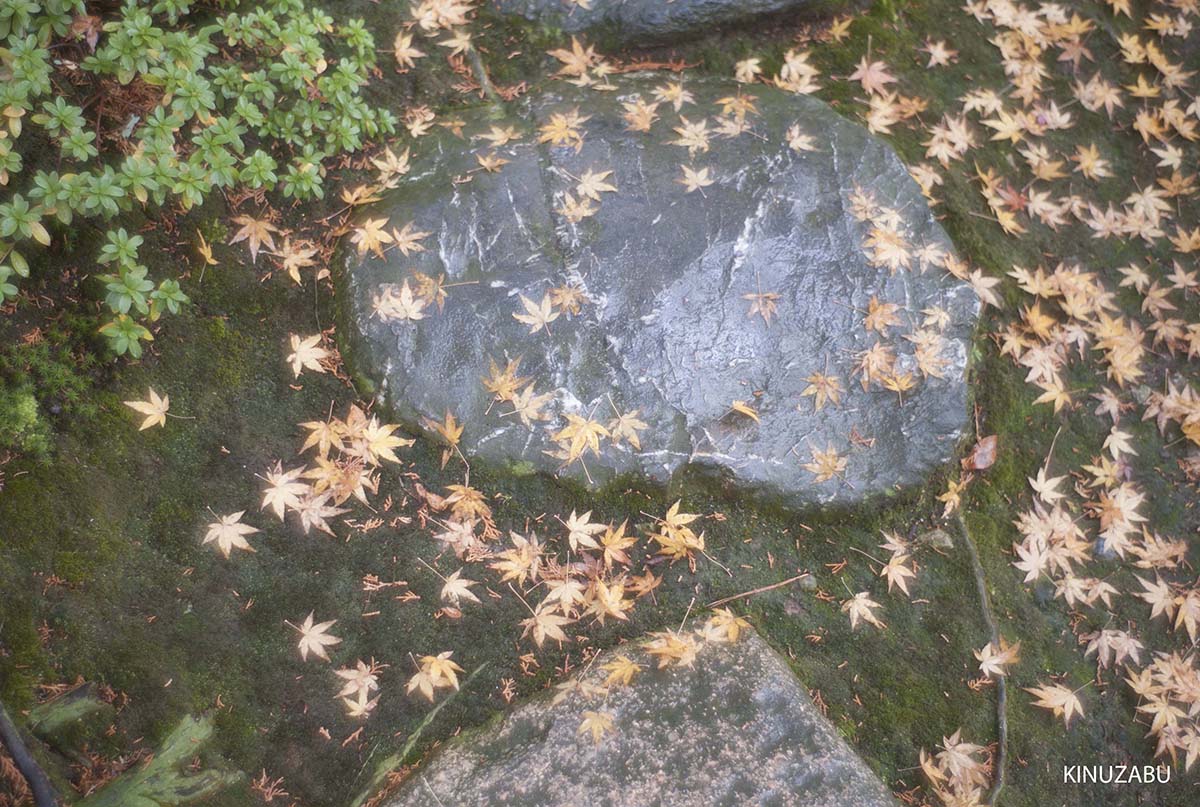 紅葉の終わった桂離宮