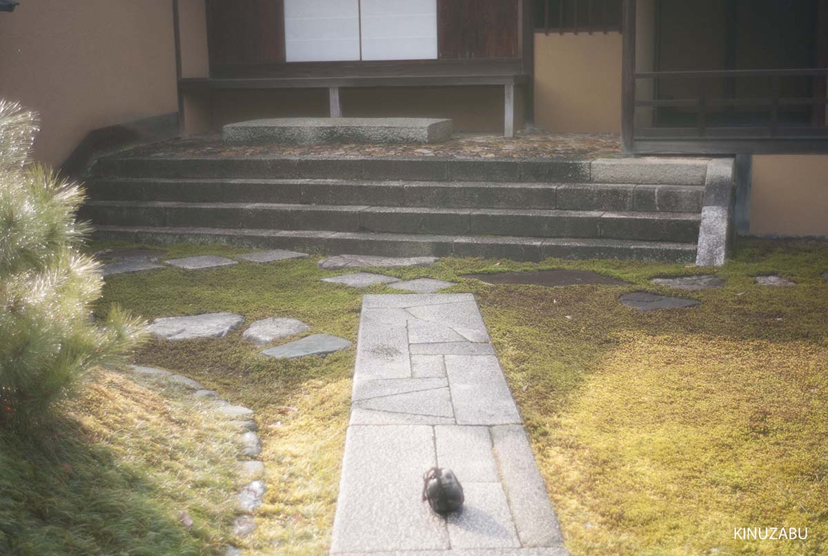 紅葉の終わった桂離宮