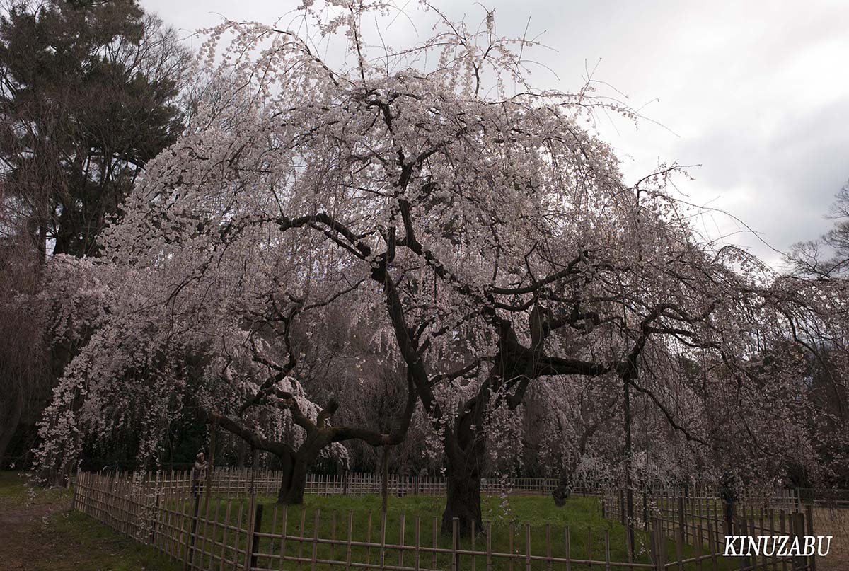 京都御苑の早咲きの桜、糸桜など