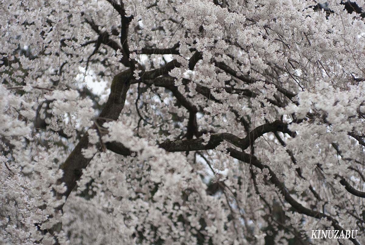 京都御苑の早咲きの桜、糸桜など