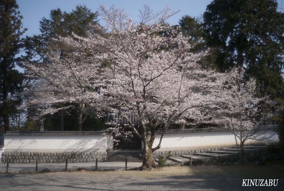 京都の桜：インクライン、南禅寺、野村美術館裏