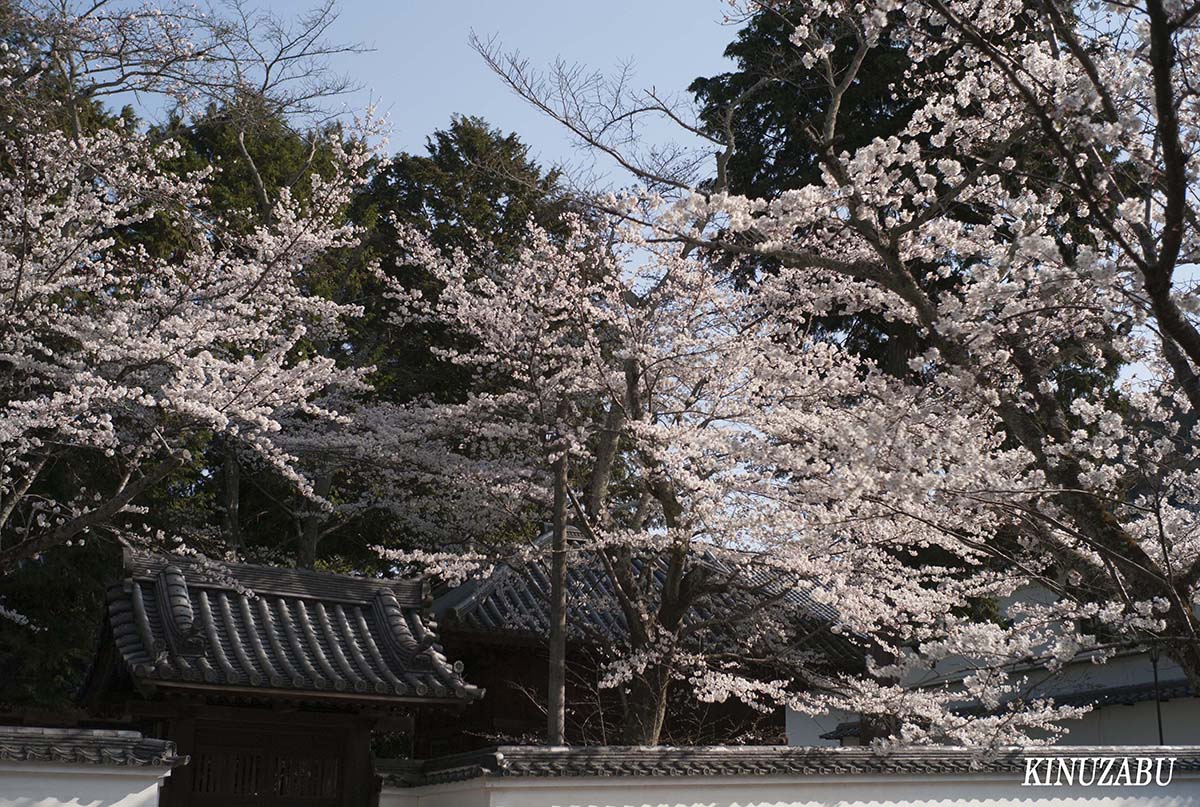 京都の桜：インクライン、南禅寺、野村美術館裏