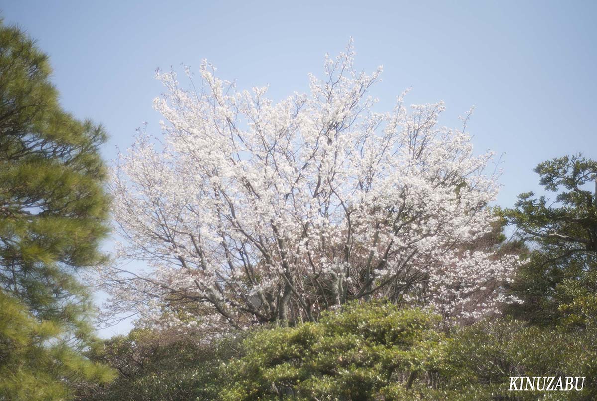 梅と桂離宮