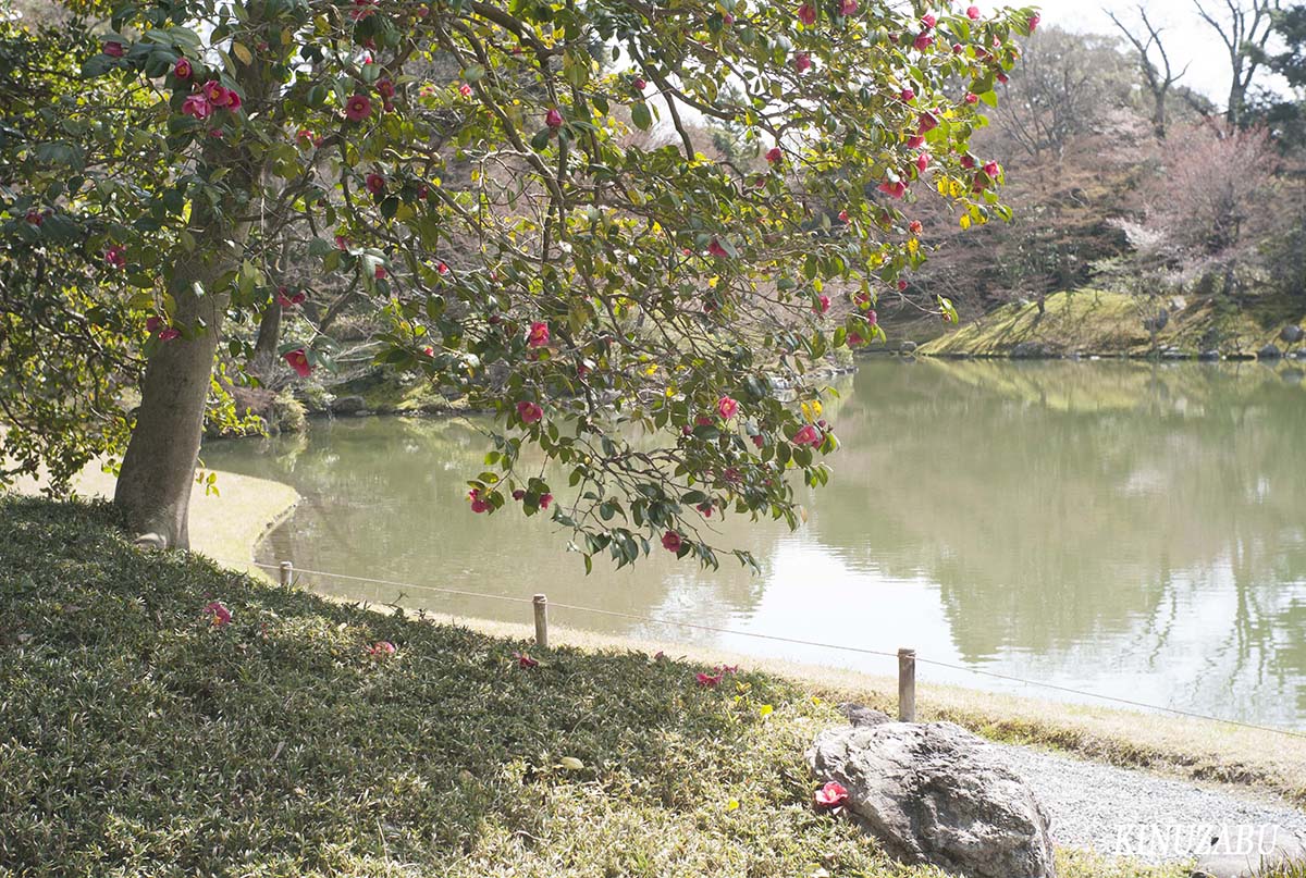 桜の仙洞御所、京都