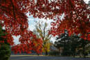 京都御苑紅葉2013