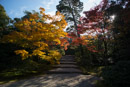 京都修学院離宮2014