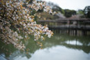 桜の仙洞御所