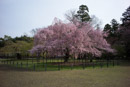 京都、上賀茂神社、半木の道の桜