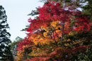 京都修学院離宮曼殊院紅葉2016