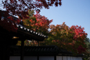 2017年京都紅葉