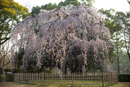 京都、大津、吉野の桜。2021年