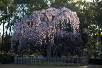 京都、大津、吉野の桜。2023年