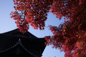 2025年の京都の紅葉